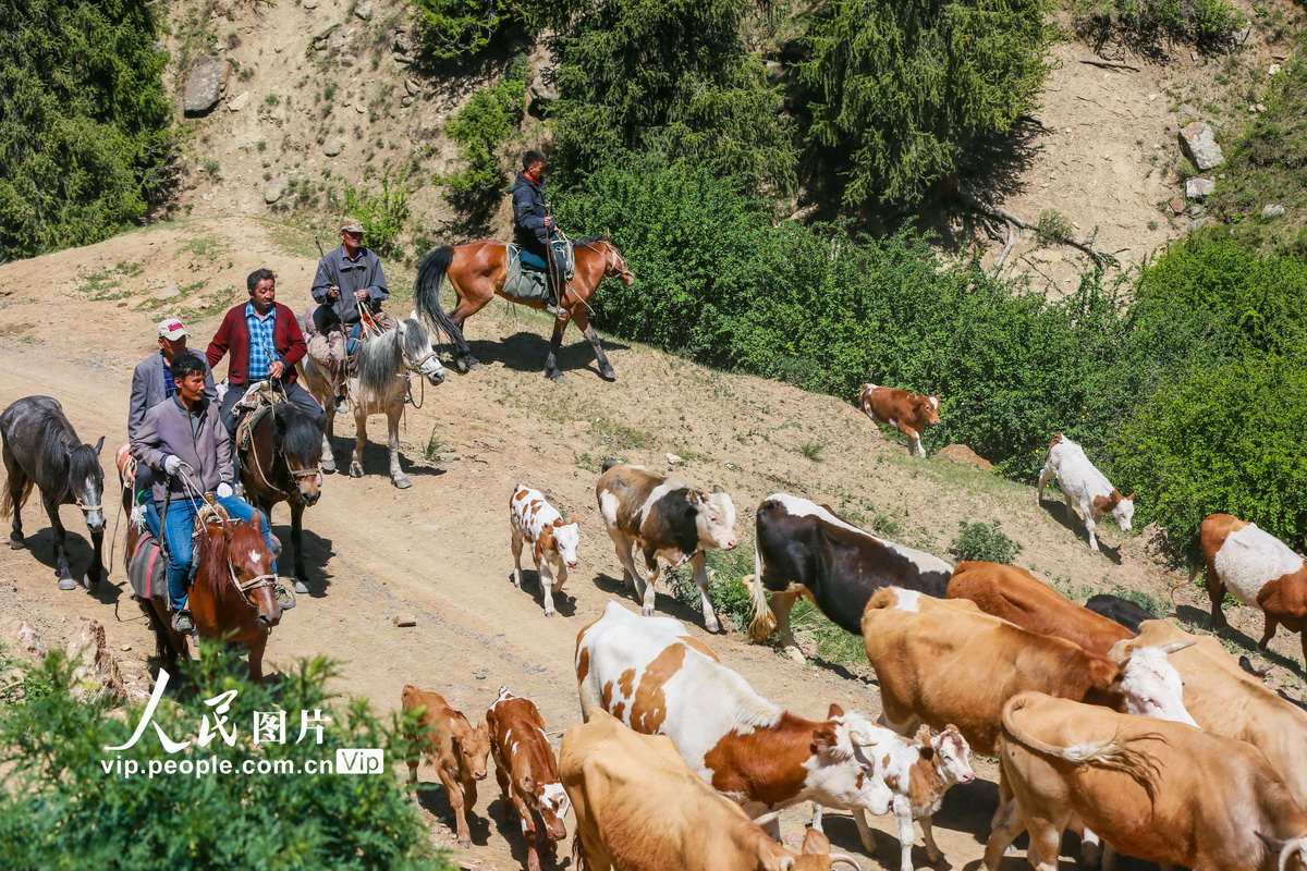 2020年5月28日，新疆昌吉州呼圖壁縣南部山區，牧民騎著馬兒趕著牲畜前往夏草場。