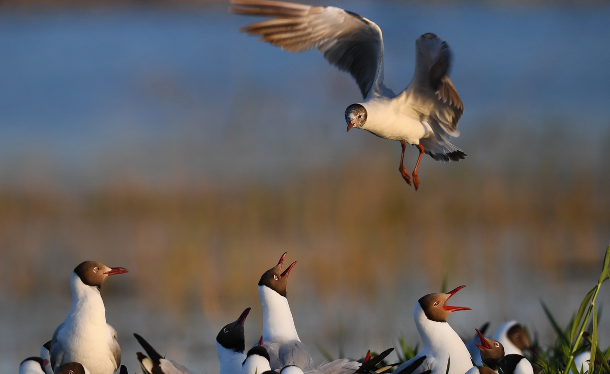 5��28���ں�����������Ÿ���»������ ���� ��