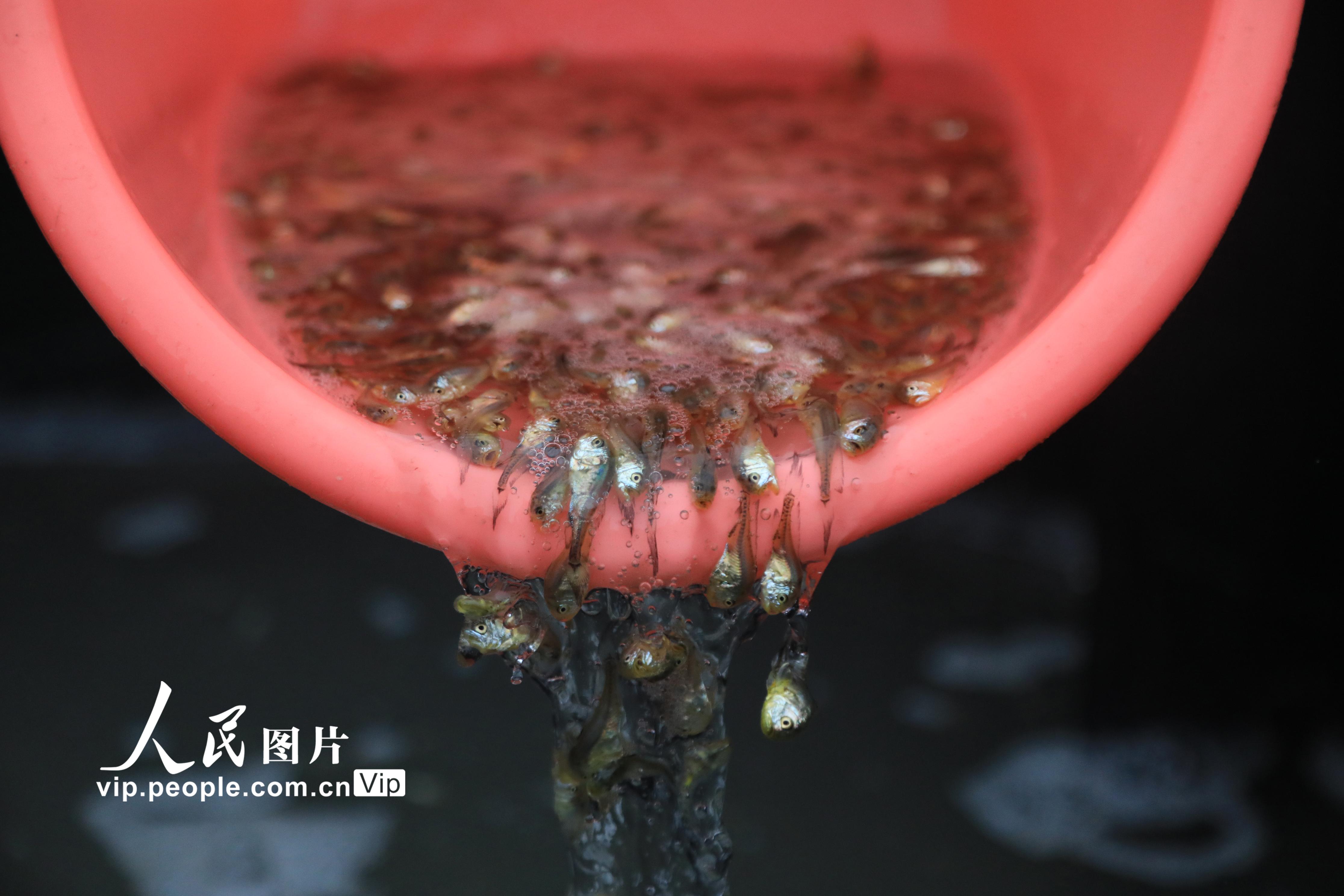 浙江舟山：修復東海野生大黃魚資源 200萬尾魚苗進入野化環節【2】