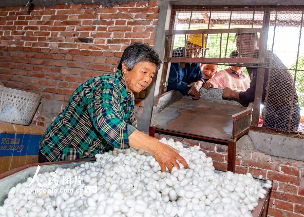 2020年5月31日，在江蘇省海安市大公鎮群益村，蠶農在摘蠶繭。