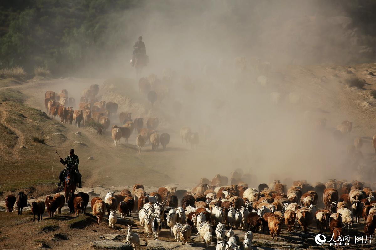 新疆阿勒泰：百萬牲畜大轉場啟幕【4】