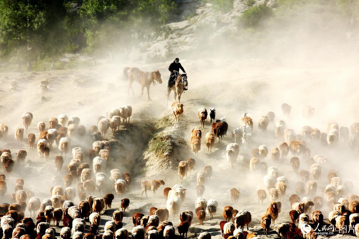新疆阿勒泰：百萬牲畜大轉場啟幕【8】