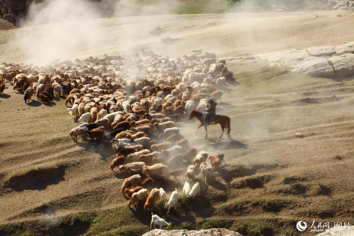 新疆阿勒泰：百萬牲畜大轉場啟幕【2】