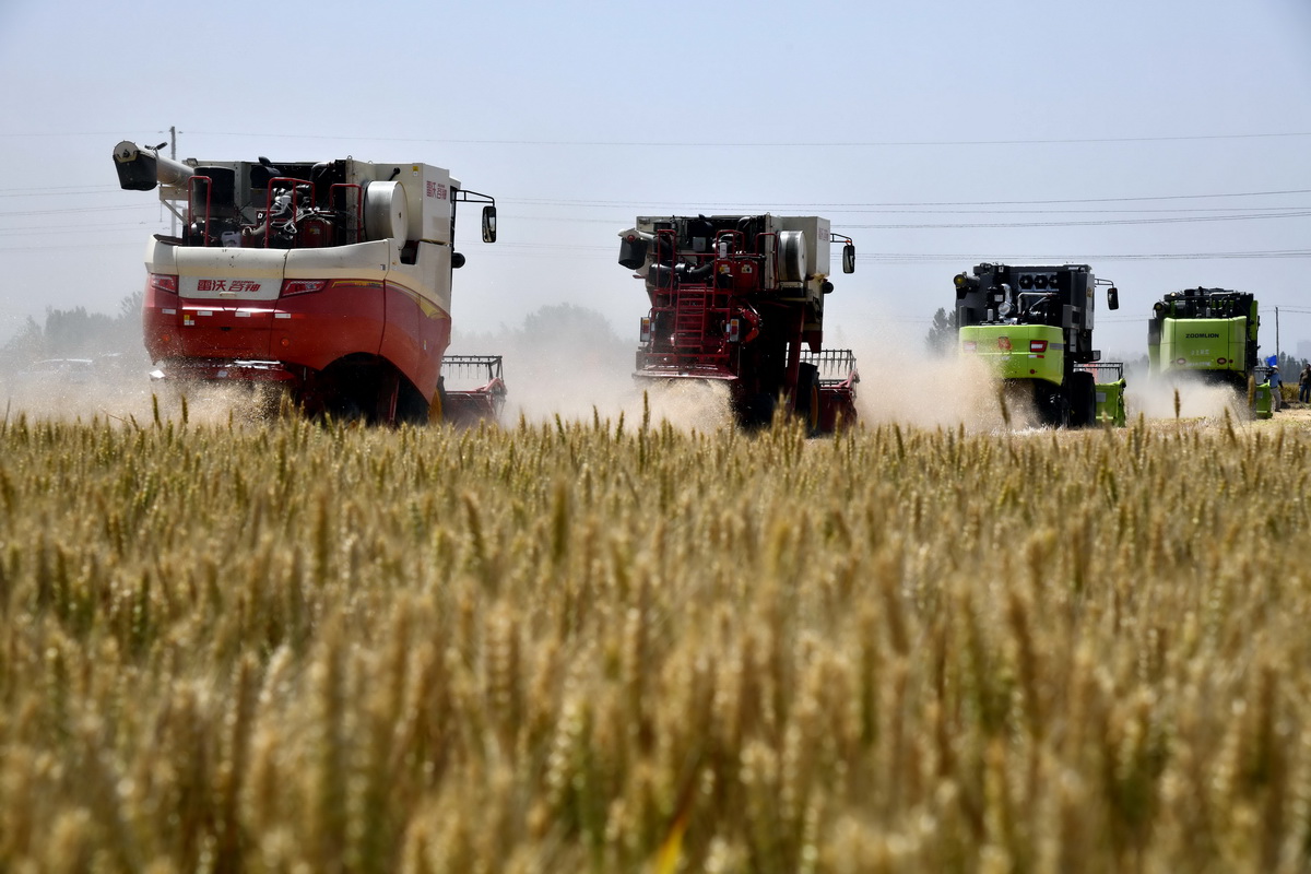 6月3日，收割機在汶上縣郭倉鎮的麥田裡收獲小麥。