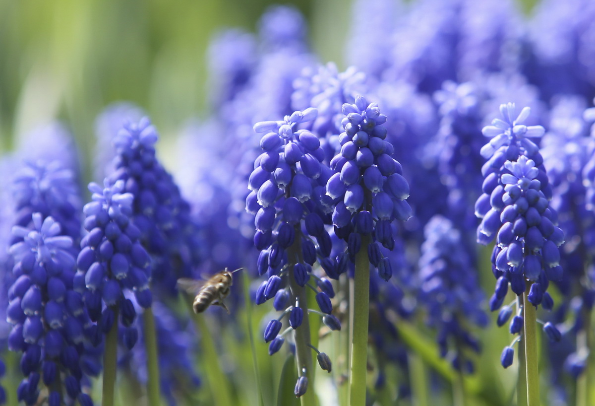 2020年4月28日，在烏克蘭基輔，蜜蜂在風信子花叢中飛舞。新華社發（謝爾蓋·斯塔拉斯堅科攝）