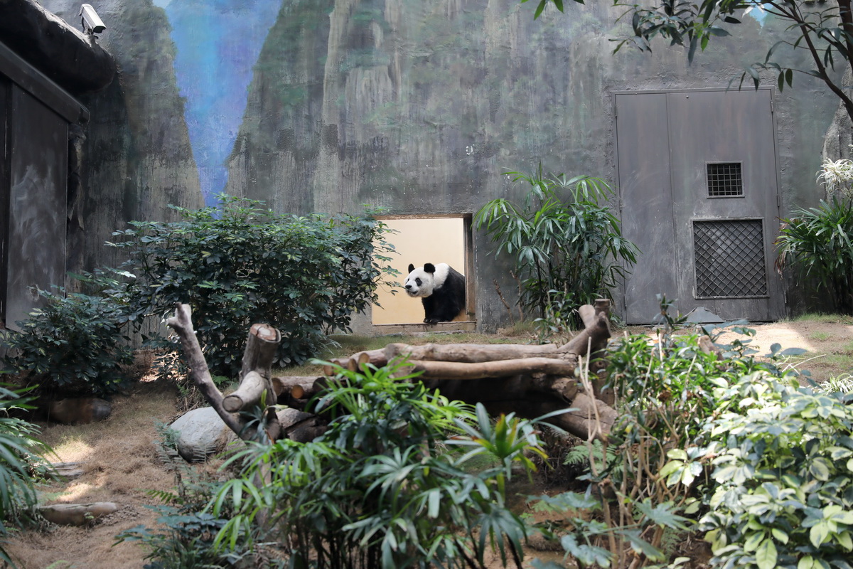 大熊猫“安安”来到香港海洋公园展区（5月11日摄）。新华社记者 吴晓初 摄