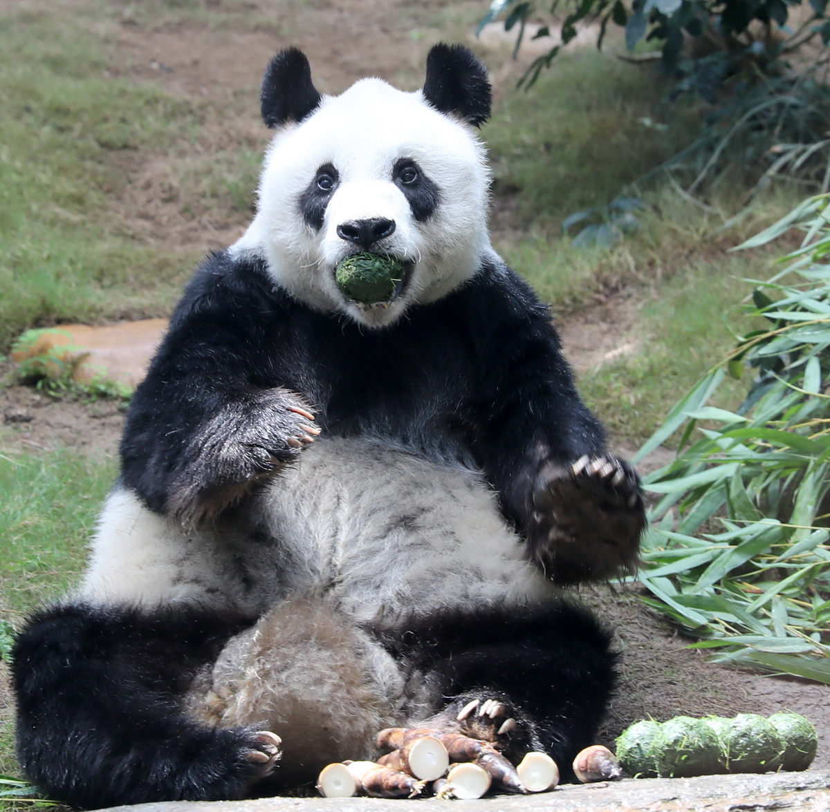在香港海洋公园，大熊猫“安安”坐在小山坡上吃竹叶团（5月11日摄）。新华社记者 吴晓初 摄