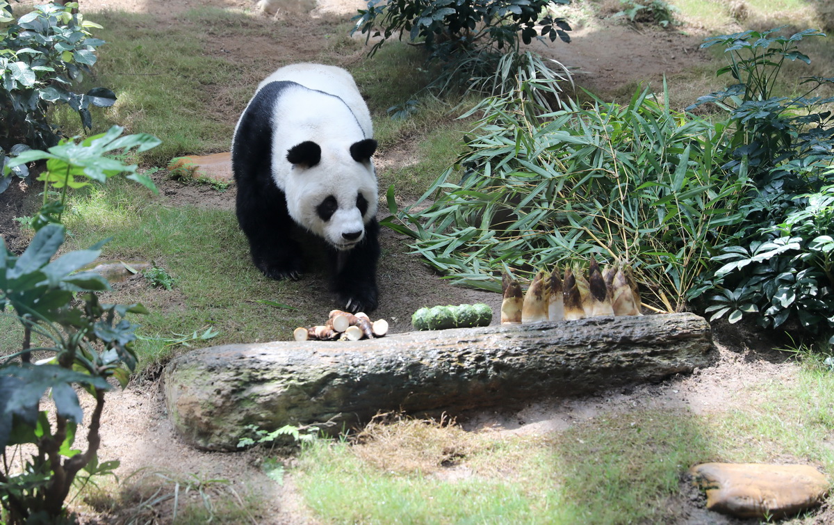 在香港海洋公园展区，大熊猫“安安”走向美食（5月11日摄）。新华社记者 吴晓初 摄