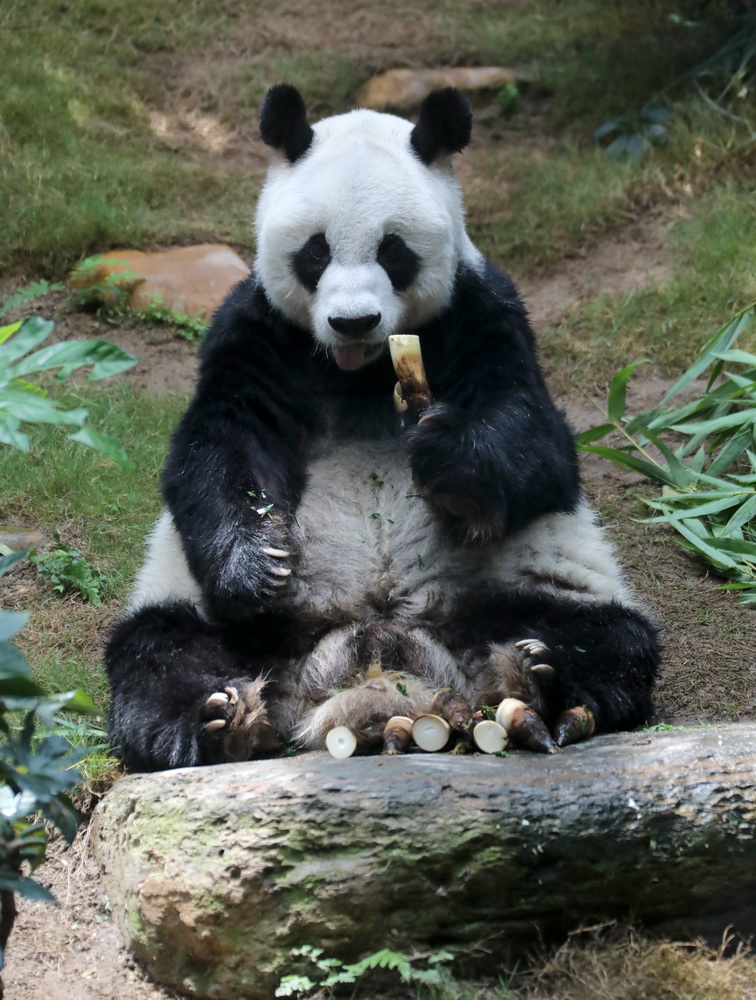 在香港海洋公园，大熊猫“安安”坐在小山坡上进食（5月11日摄）。新华社记者 吴晓初 摄