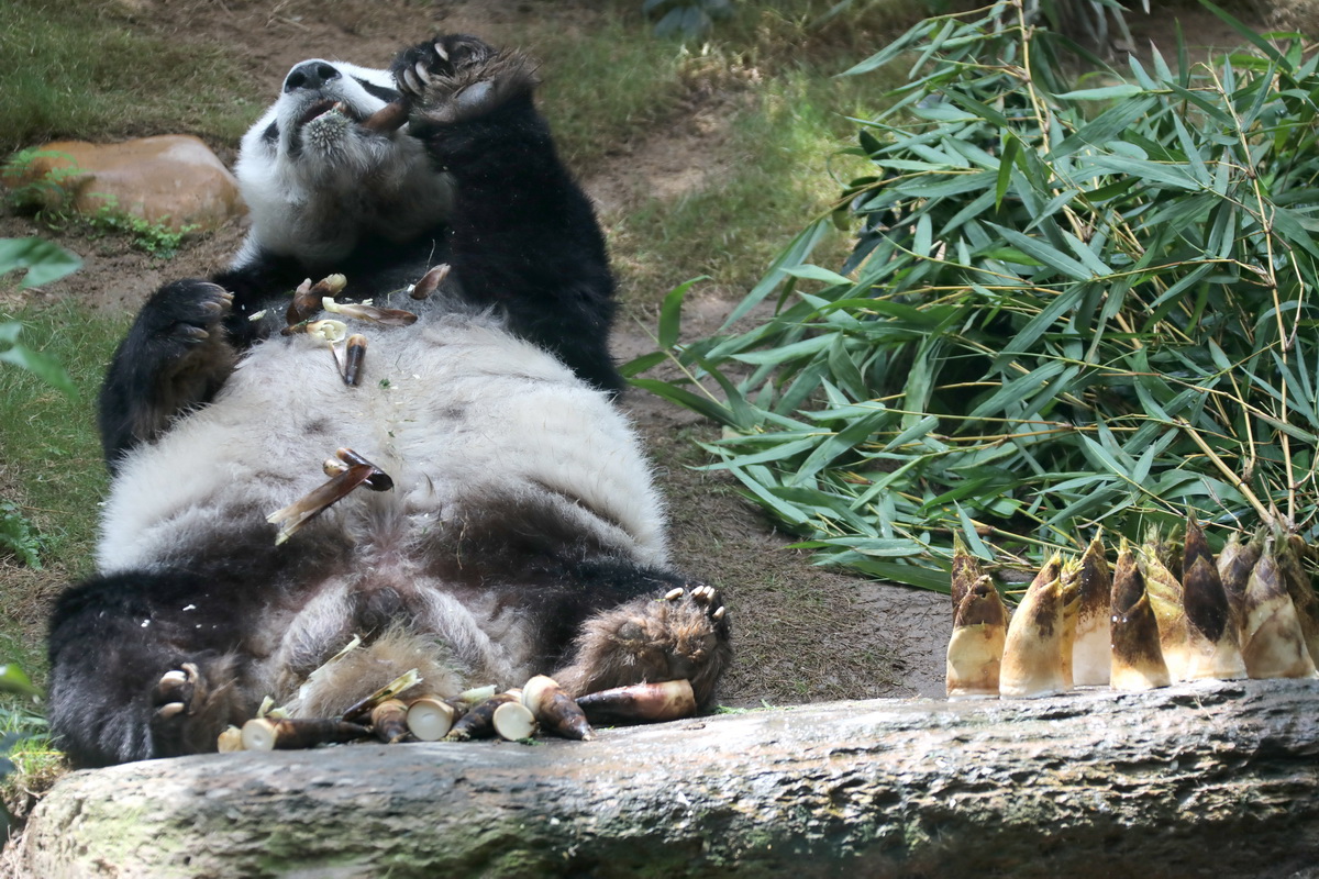 在香港海洋公园，大熊猫“安安”在躺着吃美食（5月11日摄）。新华社记者 吴晓初 摄