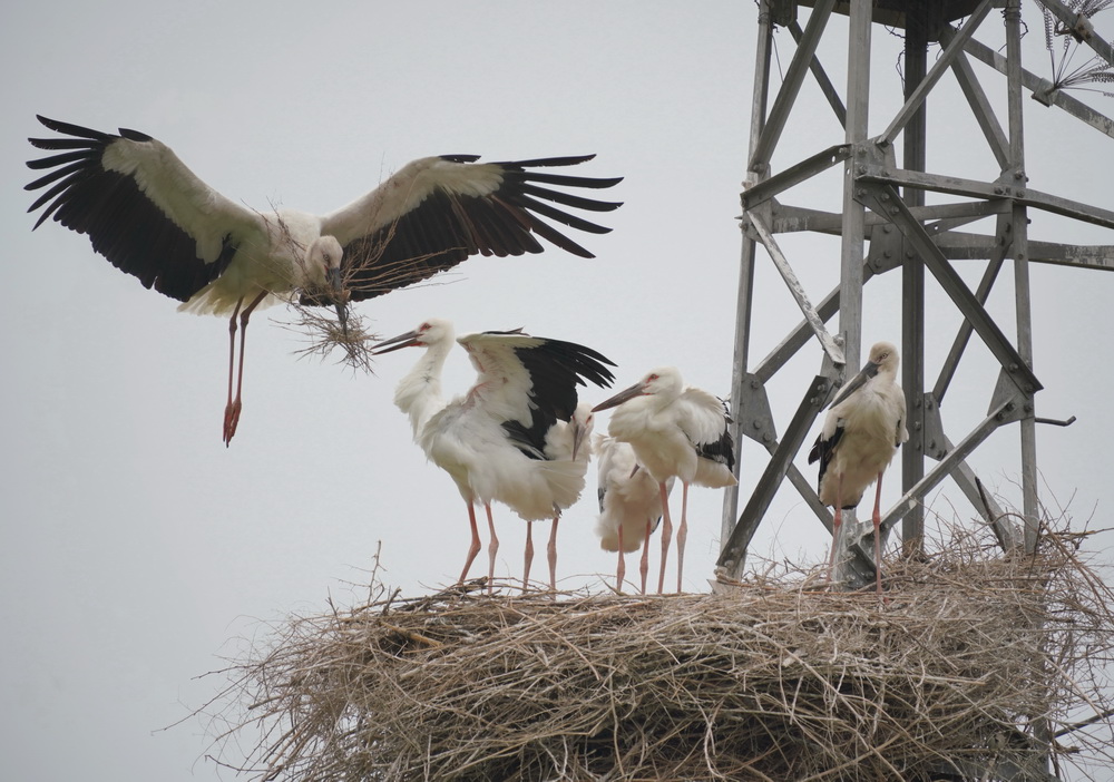 6月9日，一隻東方白鸛成鳥（左一）在銜草修護鳥巢。