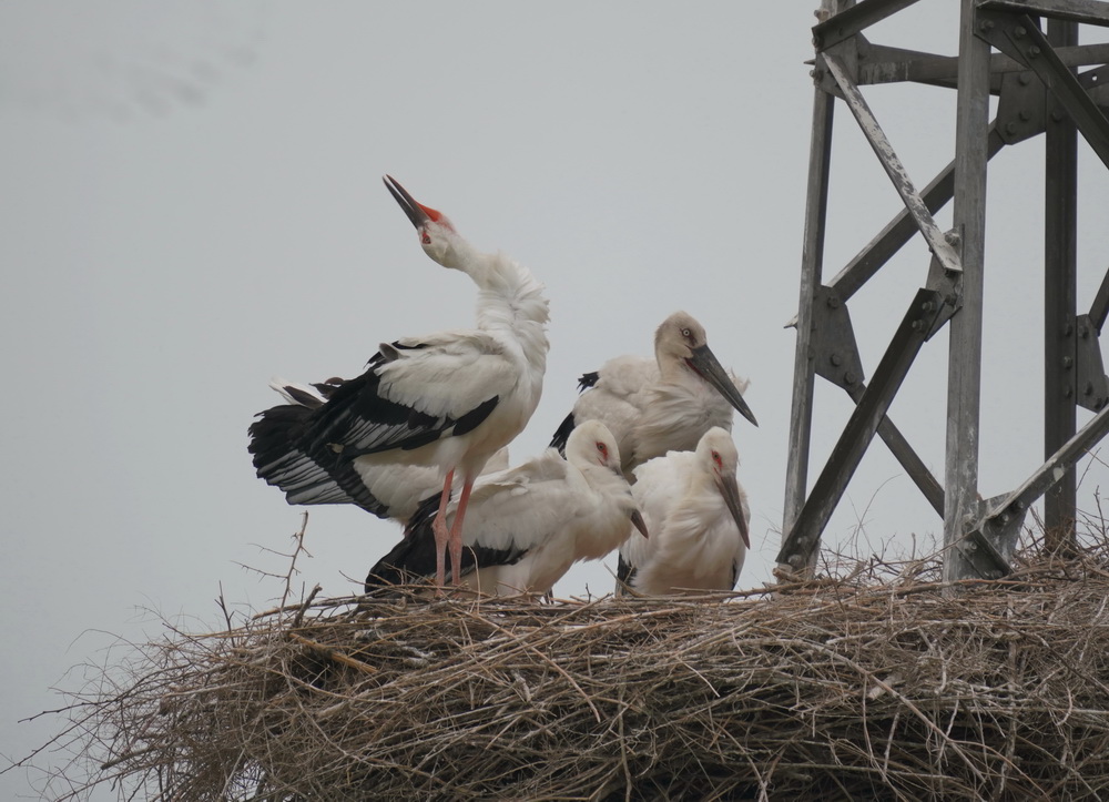 6月9日，一隻東方白鸛成鳥（右后一）在巢中照顧雛鳥。