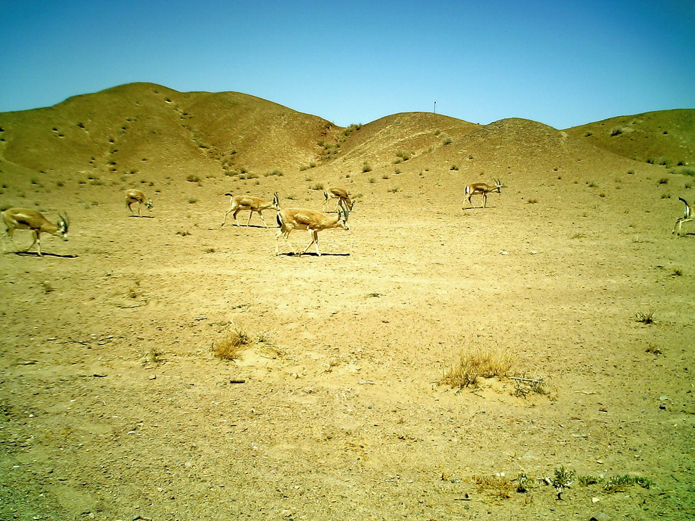 這是紅外相機在甘肅安南壩野駱駝國家級自然保護區拍到的珍稀野生動物鵝喉羚種群（4月28日攝）。