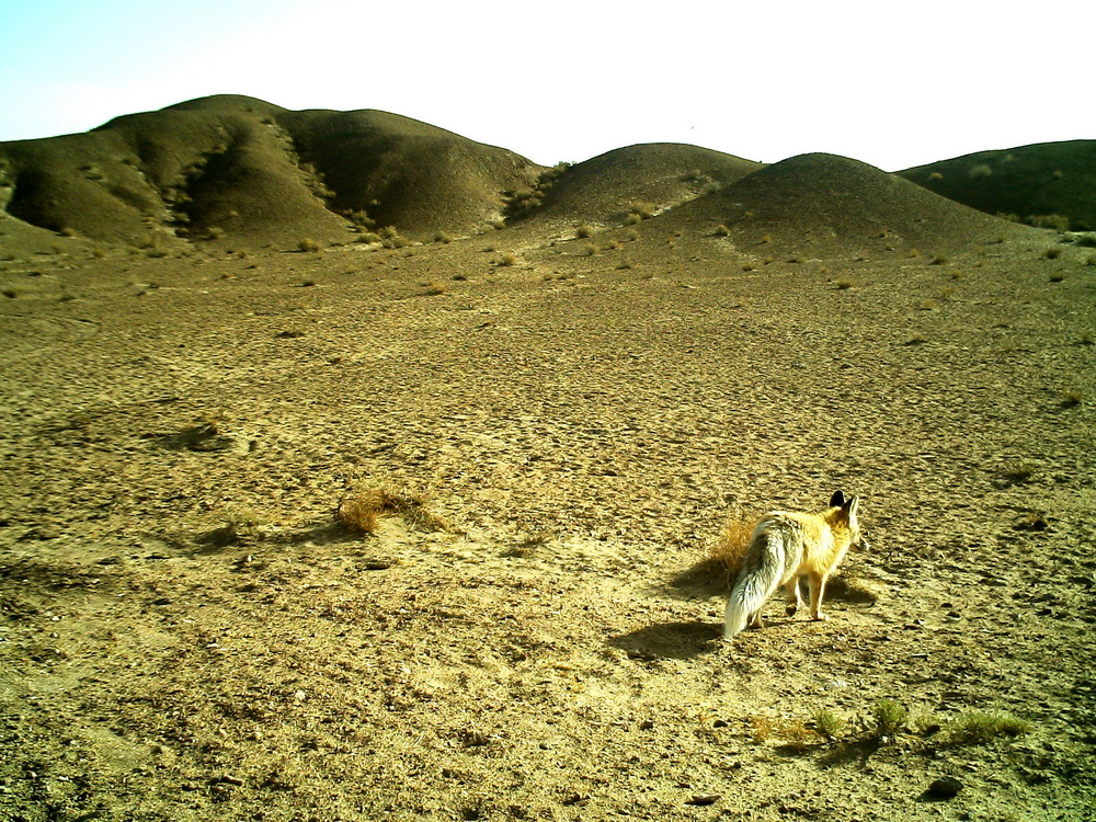 這是紅外相機在甘肅安南壩野駱駝國家級自然保護區拍到的珍稀野生動物赤狐（5月19日攝）。