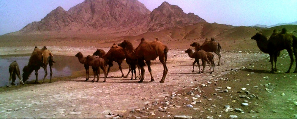 這是紅外相機在甘肅安南壩野駱駝國家級自然保護區拍到的珍稀野生動物野駱駝種群（5月14日攝）。