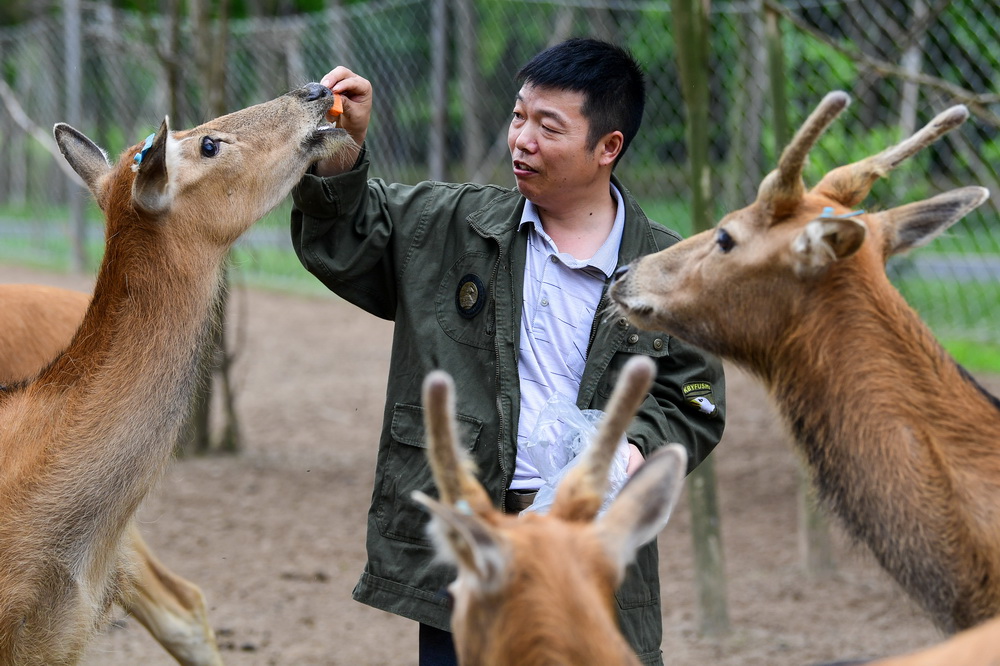 6月10日，任義軍在江蘇大豐麋鹿國家級自然保護區中華麋鹿園內與人工馴養的麋鹿互動。