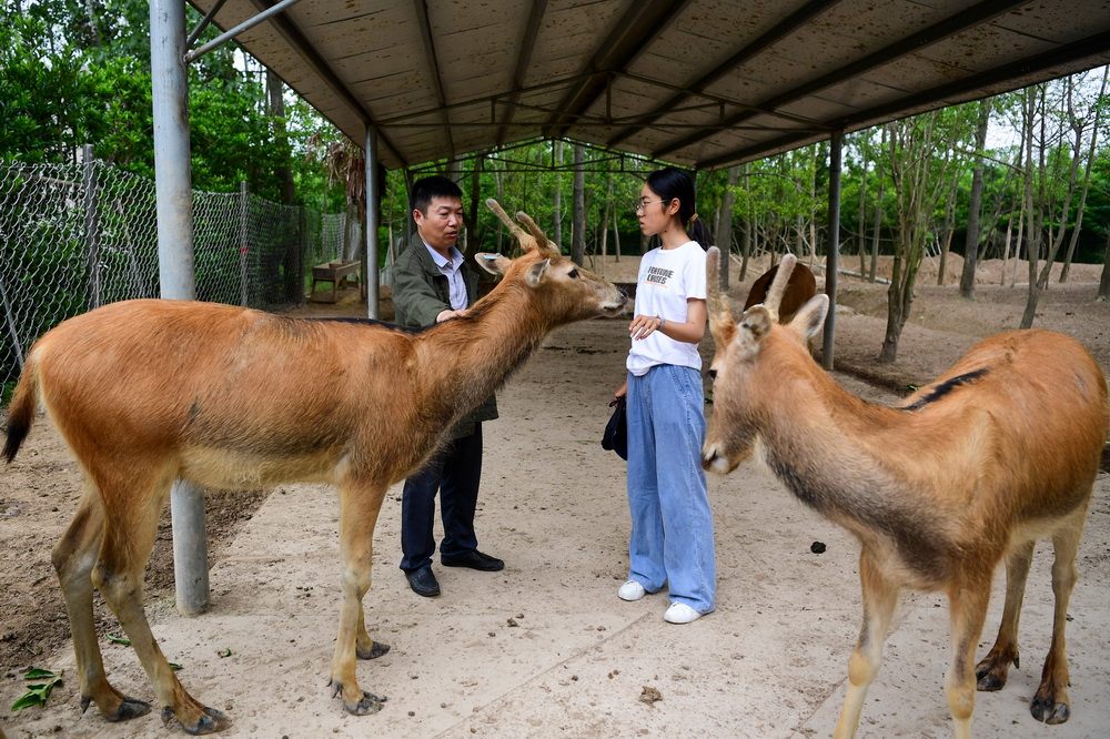 在江蘇大豐麋鹿國家級自然保護區中華麋鹿園內，任義軍（左）為到訪者講解麋鹿特性（6月10日攝）。