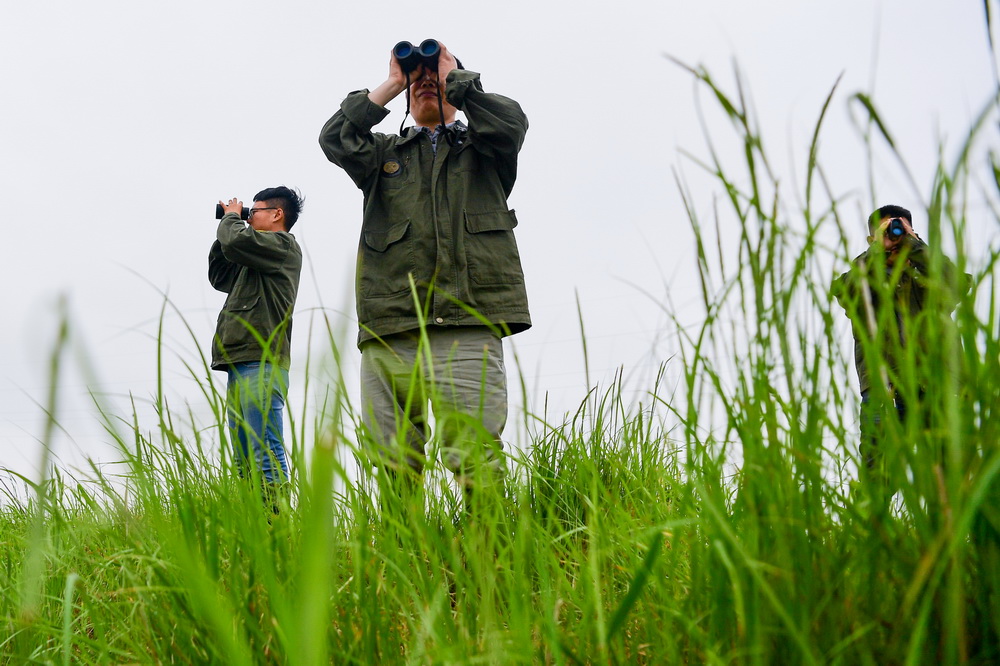 任義軍（中）和同事在江蘇大豐野生麋鹿活動區觀看麋鹿種群活動情況（6月9日攝）。