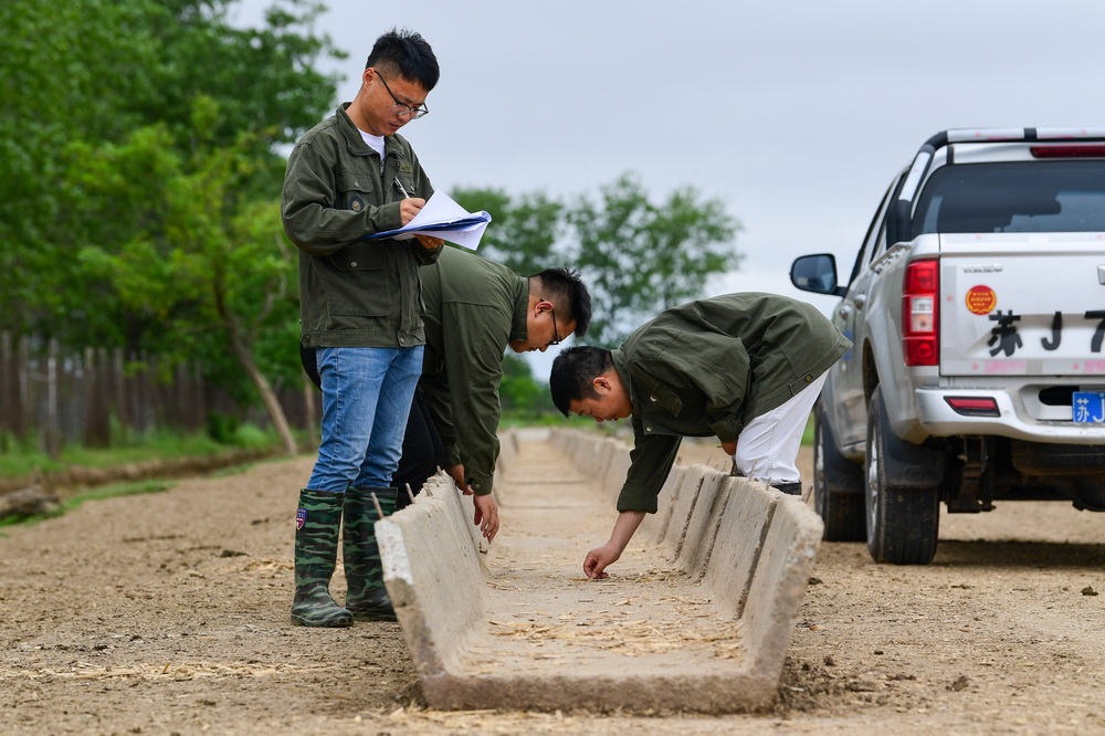 6月11日，任義軍（右）和同事在江蘇大豐麋鹿國家級自然保護區內查看麋鹿補飼情況。