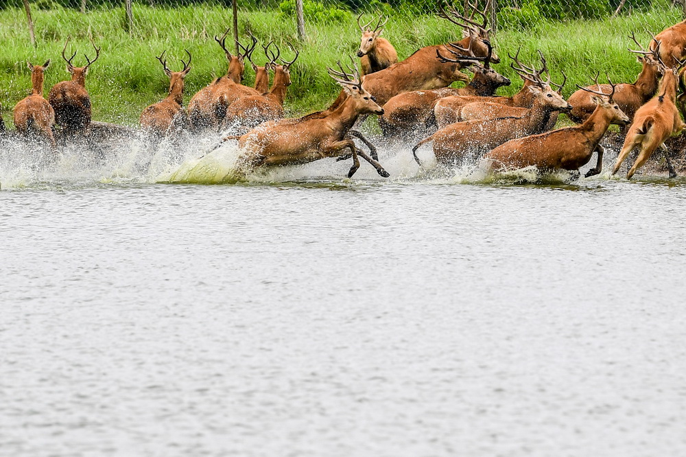 這是6月11日在江蘇大豐麋鹿國家級自然保護區拍攝的麋鹿。