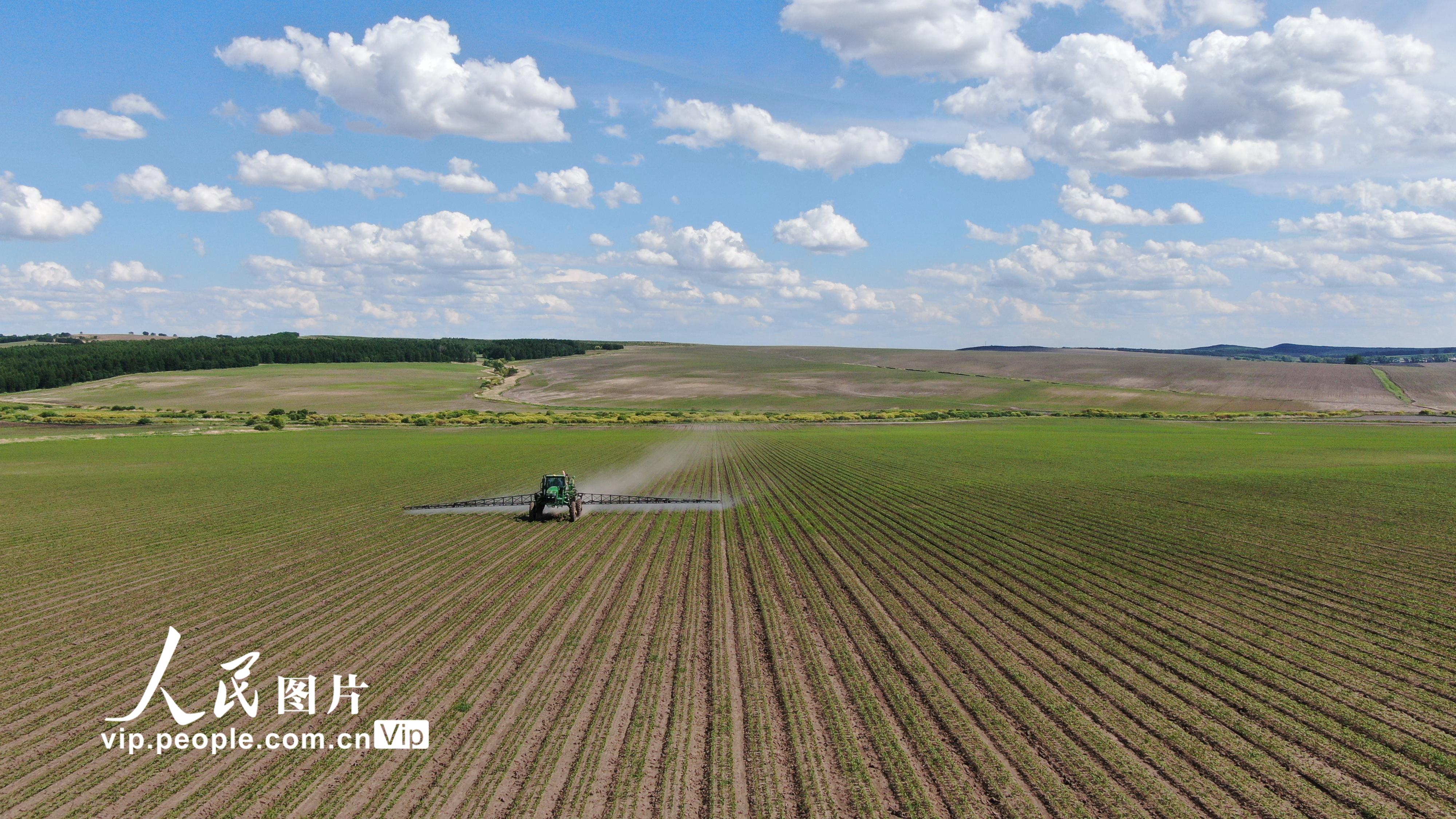 北大荒紅五月農場全力開展苗期除草作業、中耕施肥作業。
