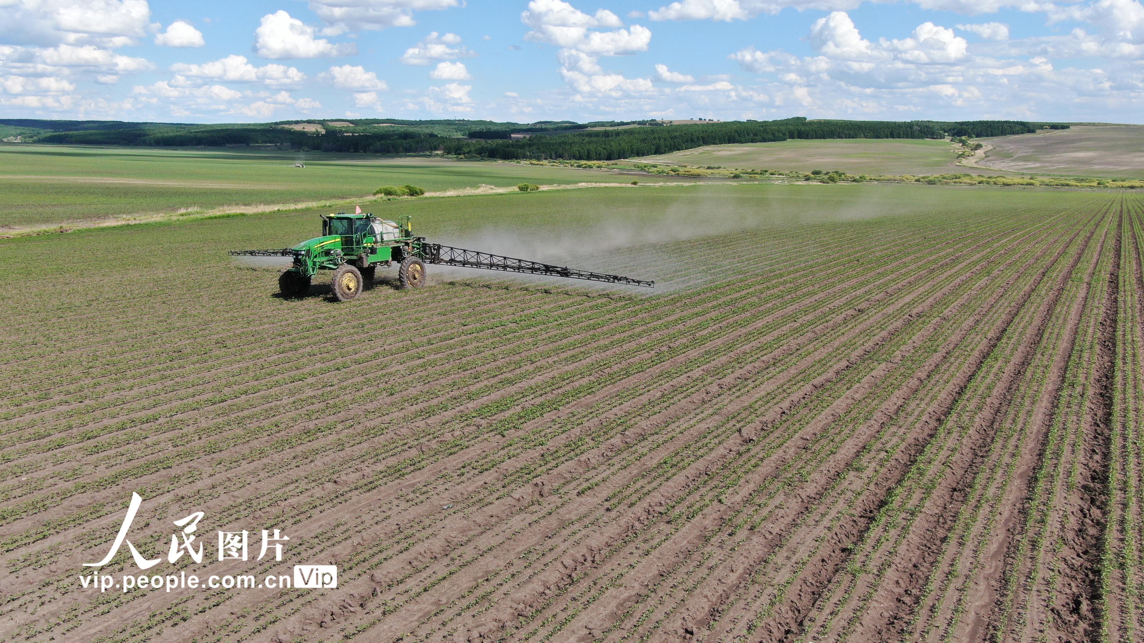 北大荒紅五月農場全力開展苗期除草作業、中耕施肥作業。