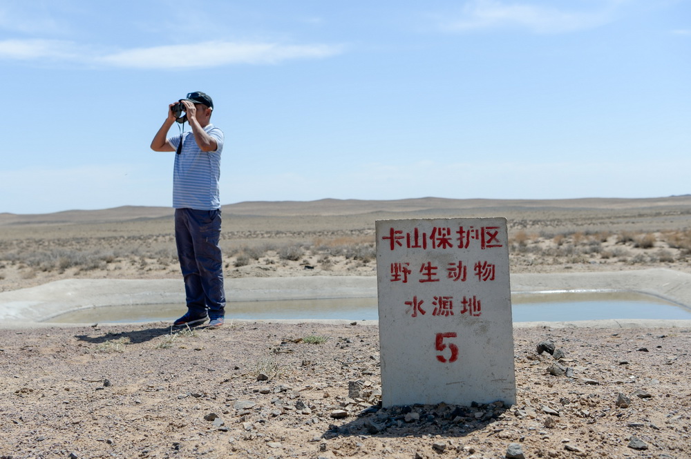 在新疆卡拉麥裡山有蹄類野生動物自然保護區一處水源地，與普氏野馬相伴19年的阿達比亞特觀察遠處的野馬（6月3日攝）。新華社記者 丁磊 攝