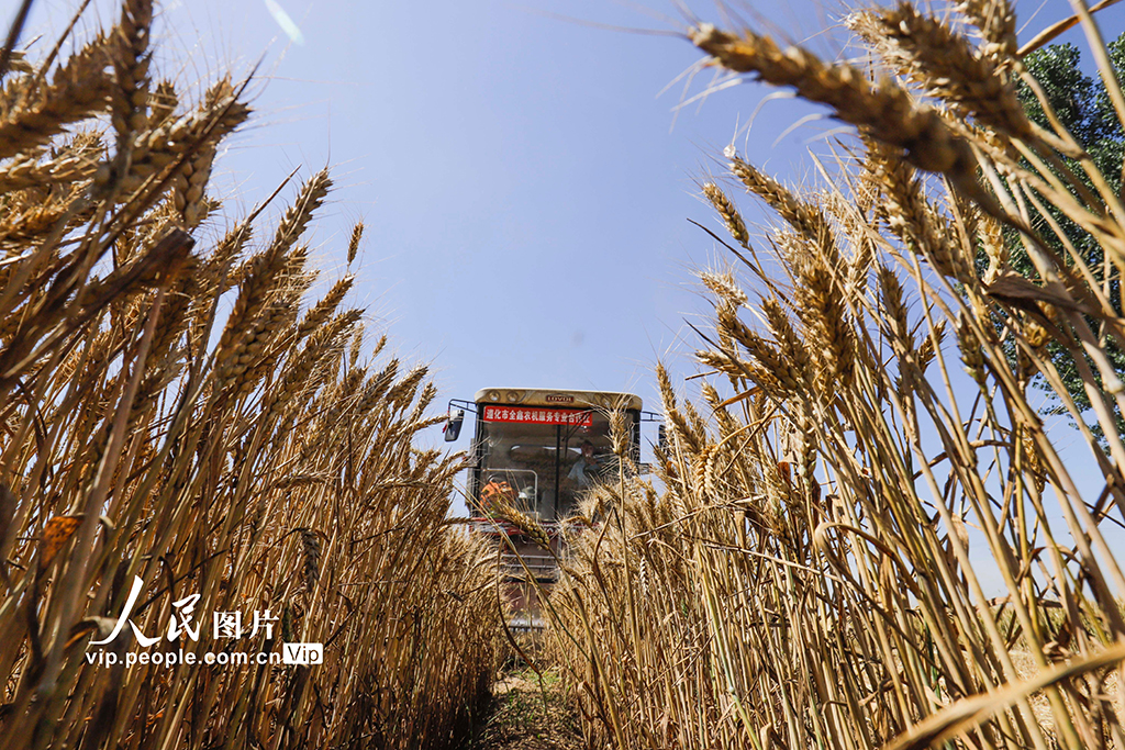 2020年6月15日，河北省遵化市東新庄鎮后毛庄村農民駕駛農機收割小麥。