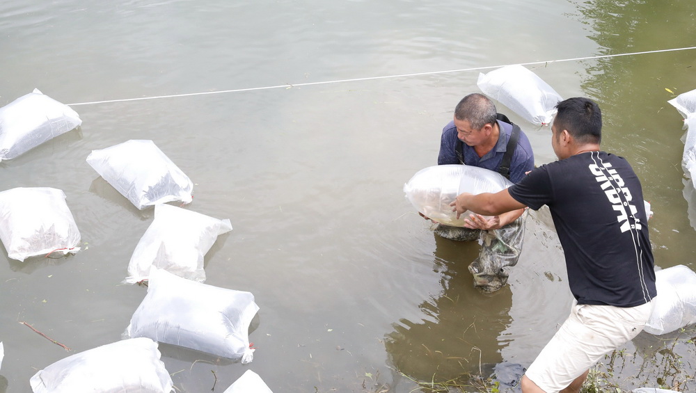 6月17日，愛心志願者在廣西來賓市忻城縣遂意鄉板黎水庫放流魚苗。