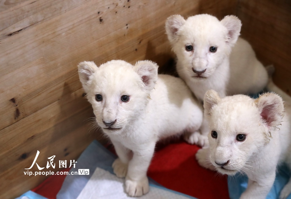 江蘇南通：罕見四胞胎小白獅亮相