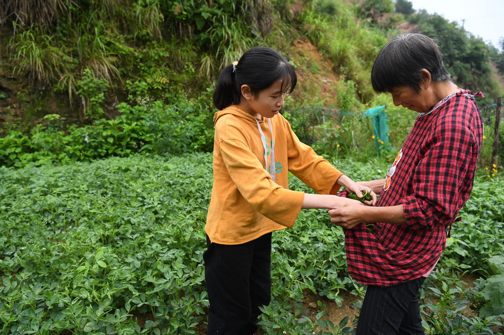 6月20日，蔡齊艷在菜園裡幫媽媽傅紹秀採摘蔬菜。
