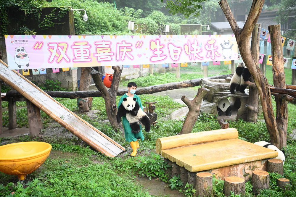 重庆：大熊猫“双重喜庆”满周岁 第1页