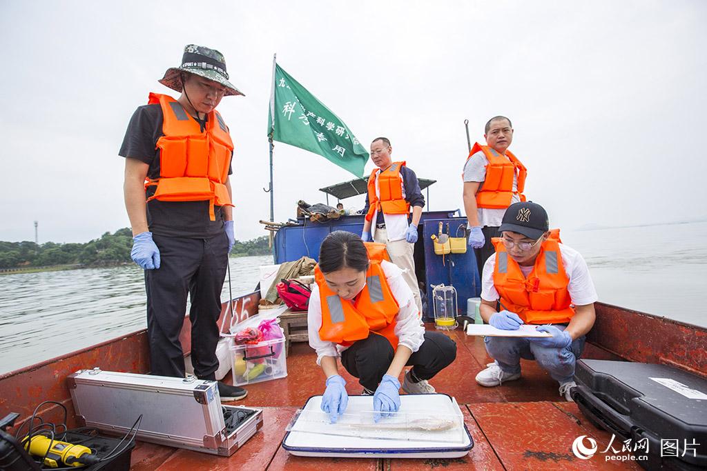 江西九江：鄱阳湖近十年来首次发现大量刀鱼群体(5) 第5页