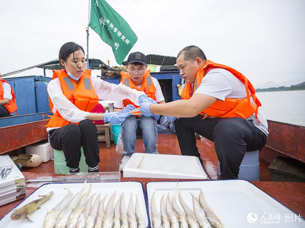 江西九江：鄱阳湖近十年来首次发现大量刀鱼群体(2) 第2页