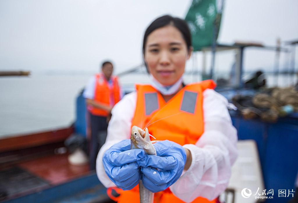 江西九江：鄱阳湖近十年来首次发现大量刀鱼群体(3) 第3页