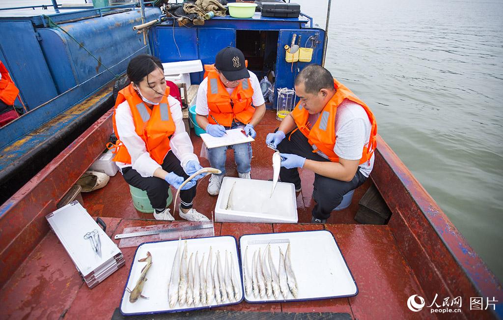 江西九江：鄱阳湖近十年来首次发现大量刀鱼群体 第1页
