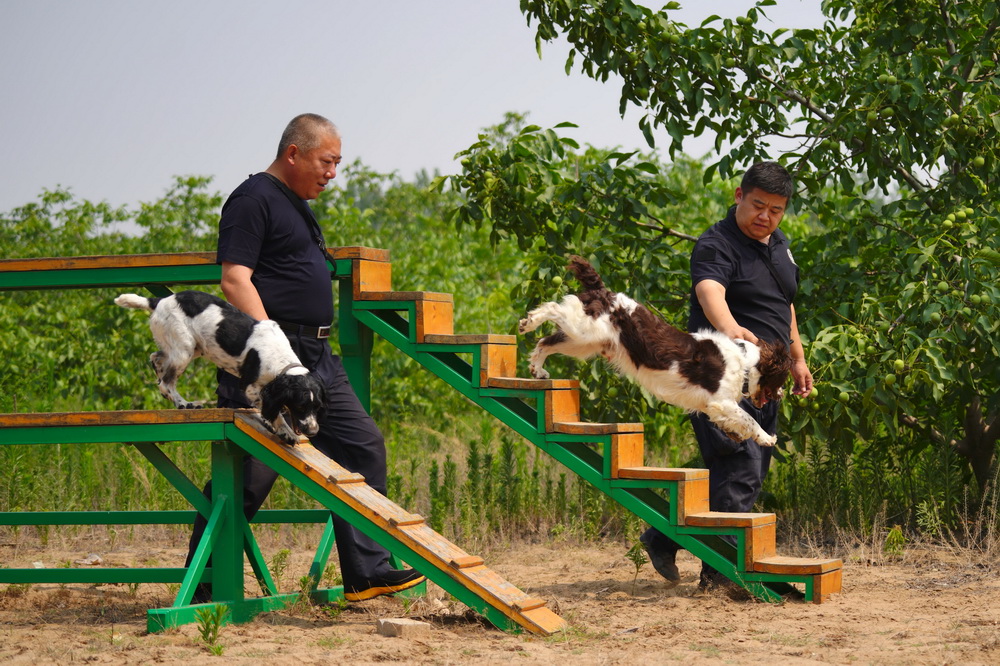 6月26日，周偉（右）與同事一起在訓練緝毒犬。