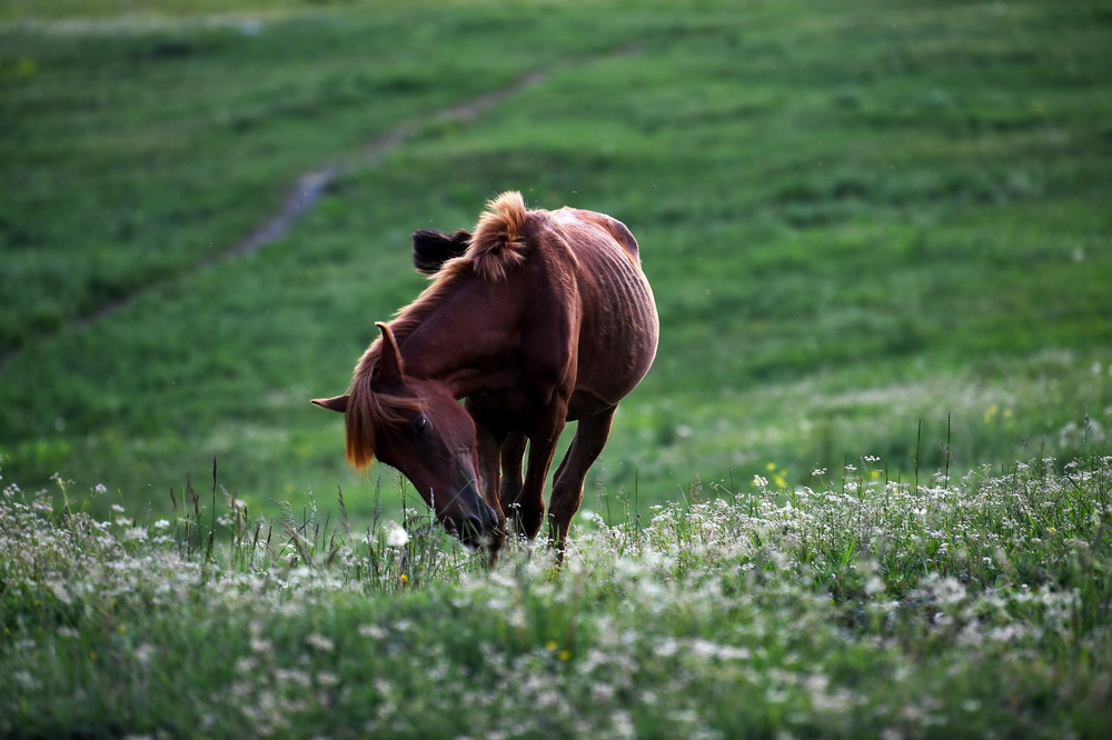 一匹馬在新疆喀納斯景區內吃草（6月24日攝）。