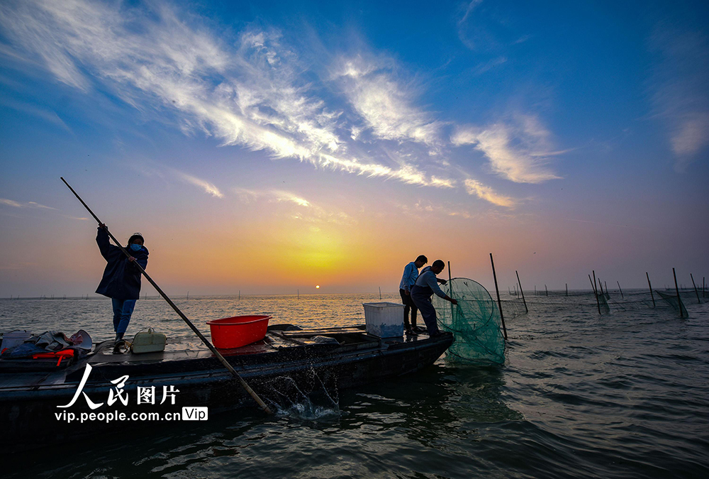 7月1日，江蘇省宿遷市駱馬湖，漁民在湖中收網捕魚。