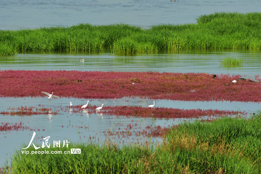山東青島：紅海灘成“鷺鳥天堂”