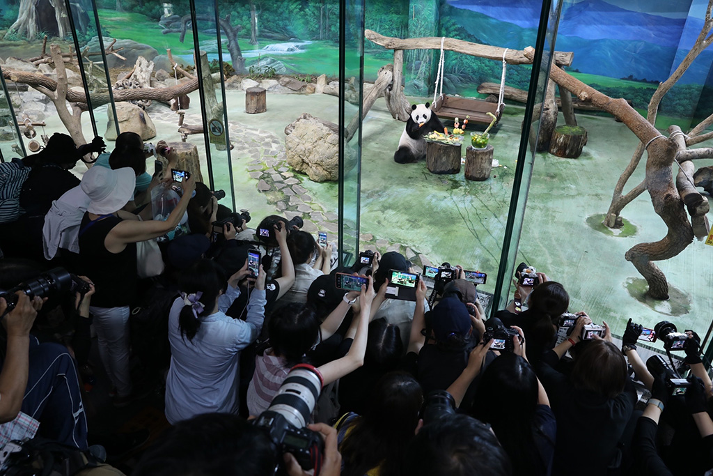 7月6日，参观者在台北市立动物园拍摄大熊猫“圆仔”。 新华社记者 祁星 摄