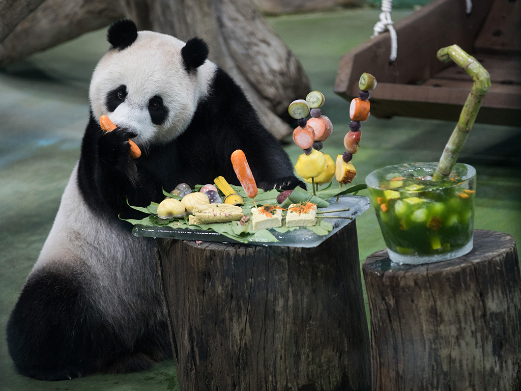 7月6日，在台北市立动物园，大熊猫“圆仔”正在品尝特制的生日蛋糕。 新华社记者 金立旺 摄