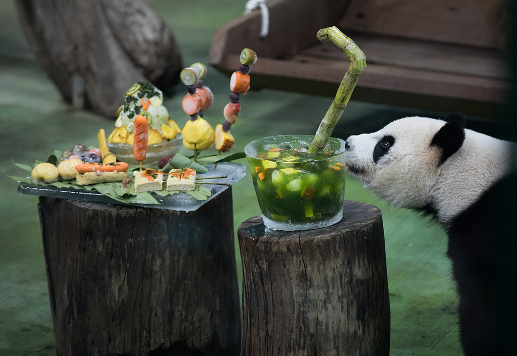 7月6日，在台北市立動物園，大熊貓“圓仔”正在品嘗特制的生日蛋糕。新華社記者 金立旺 攝