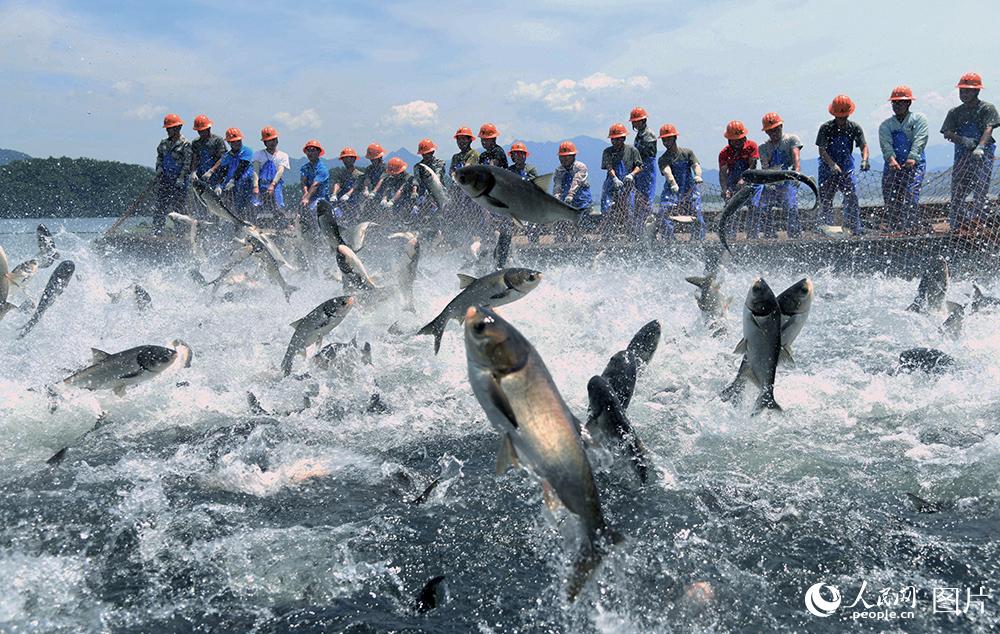 千島湖捕撈隊恢復生產 泄洪后第一網豐收5萬余斤“胖頭魚”