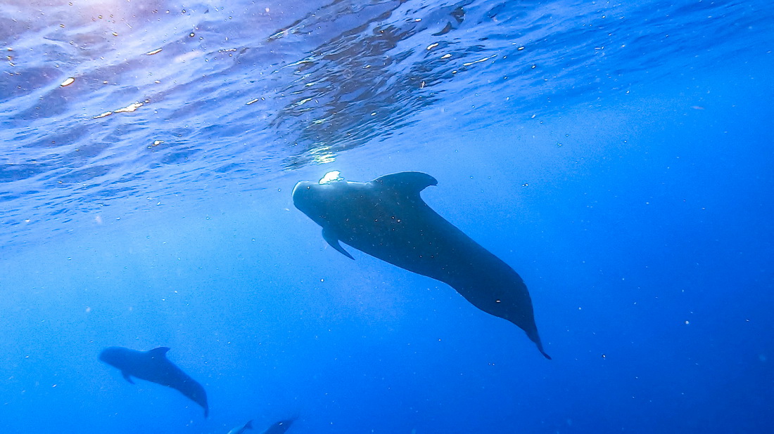 ����7��20�����Ϻ�ĳ��������Ķ�֫�캽����