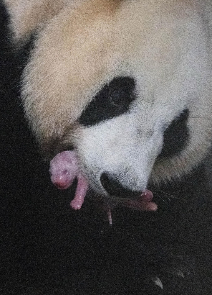 这是在位于韩国京畿道龙仁市的爱宝乐园里拍摄的熊猫妈妈“爱宝”和刚刚诞生的熊猫宝宝（7月20日摄）。