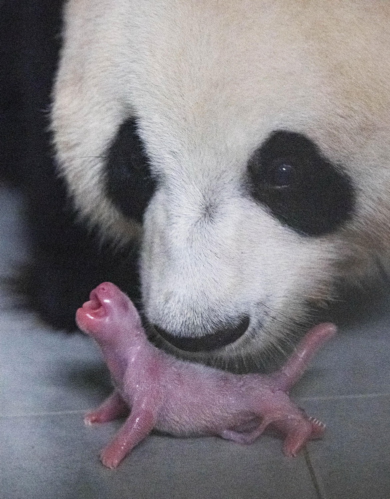 这是在位于韩国京畿道龙仁市的爱宝乐园里拍摄的熊猫妈妈“爱宝”和刚刚诞生的熊猫宝宝（7月20日摄）。