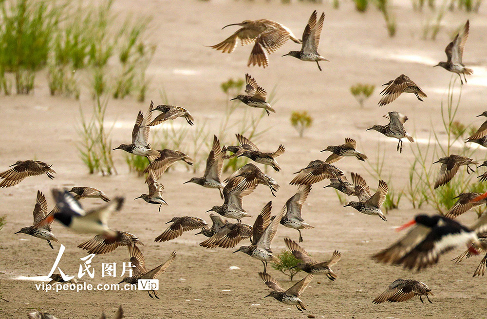 江蘇東台：大批鴴鷸類候鳥停歇條子泥濕地高潮位棲息地