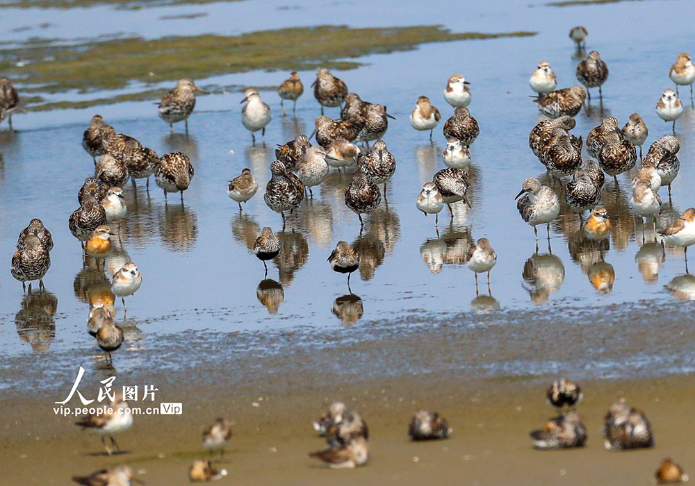 江蘇東台：大批鴴鷸類候鳥停歇條子泥濕地高潮位棲息地【4】