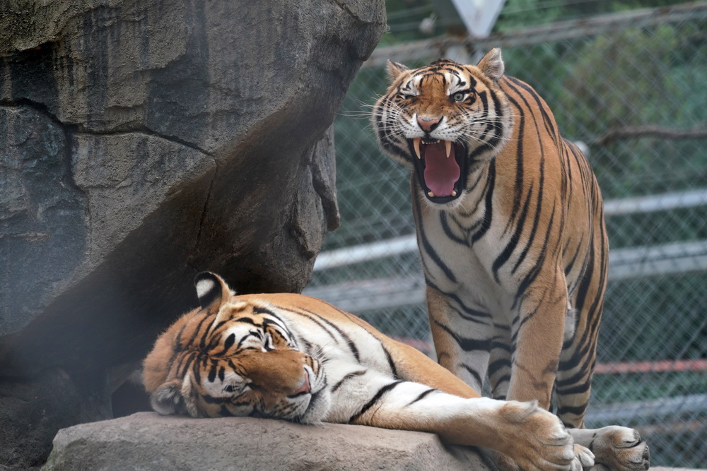 ���ϻ��ա��ۻ���7��